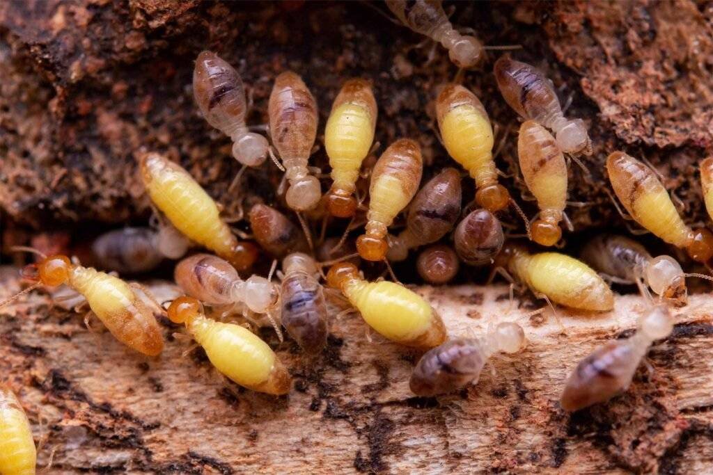 Termite inspections rosebud